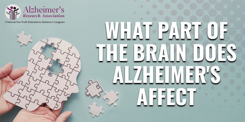 Part Of The Brain Does Alzheimer’s Affect